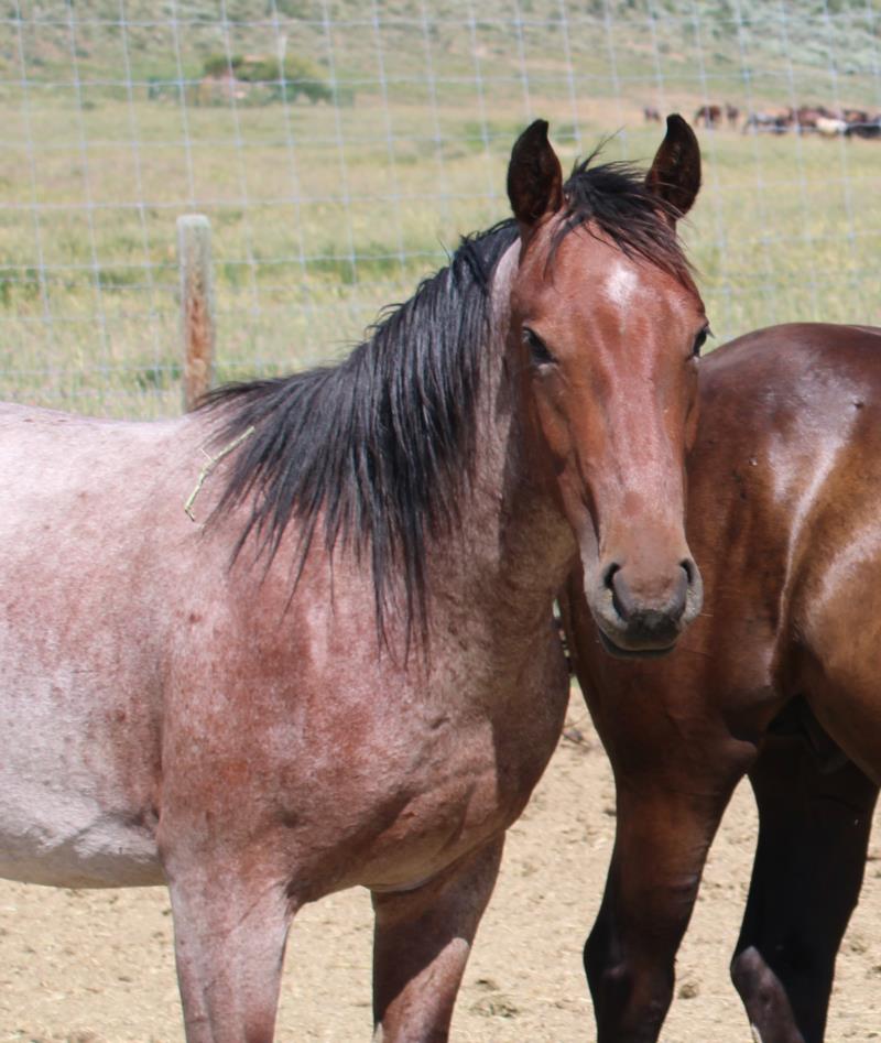 Bay Roan Gelding out of Peptos Lena Ghost