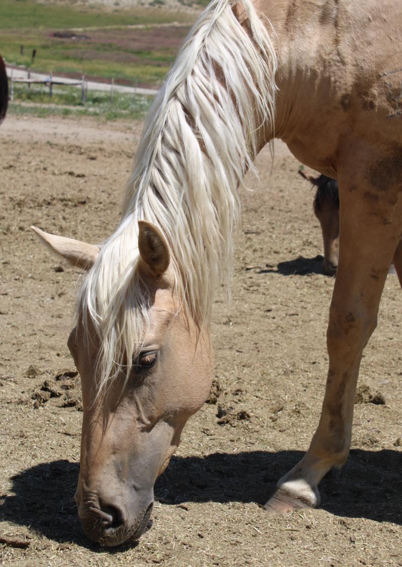 Palomino Filly out of Peptos Cute Miss