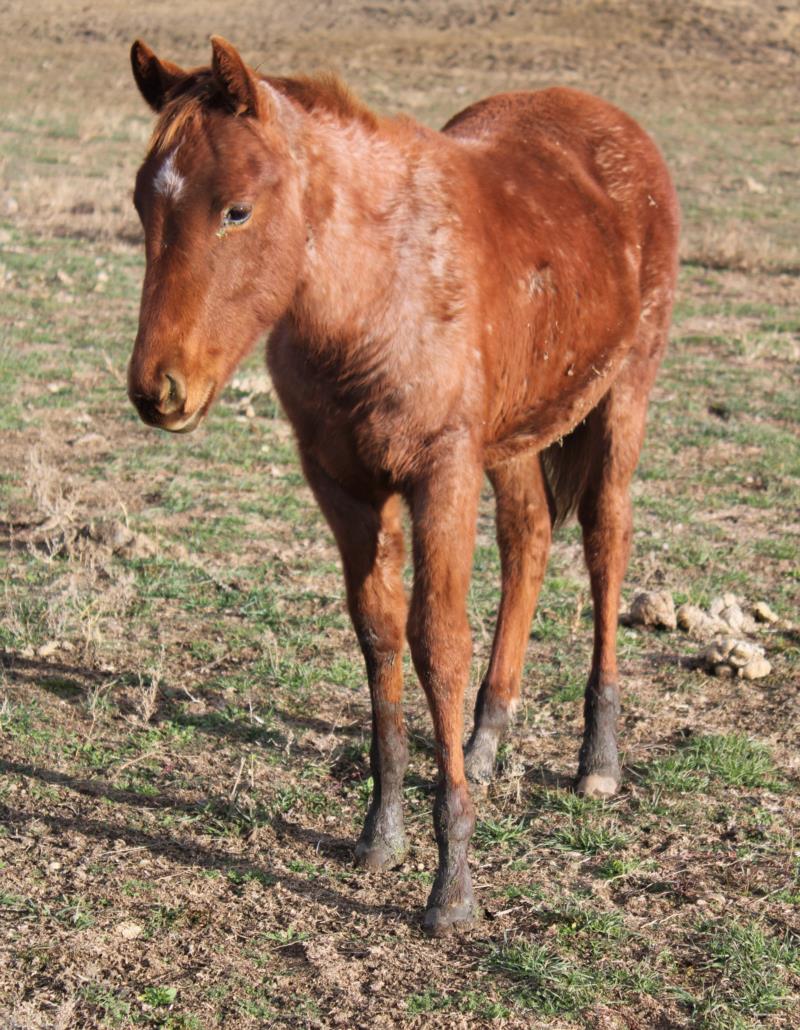 Peptos Cowgirl Jo- 2021 Filly