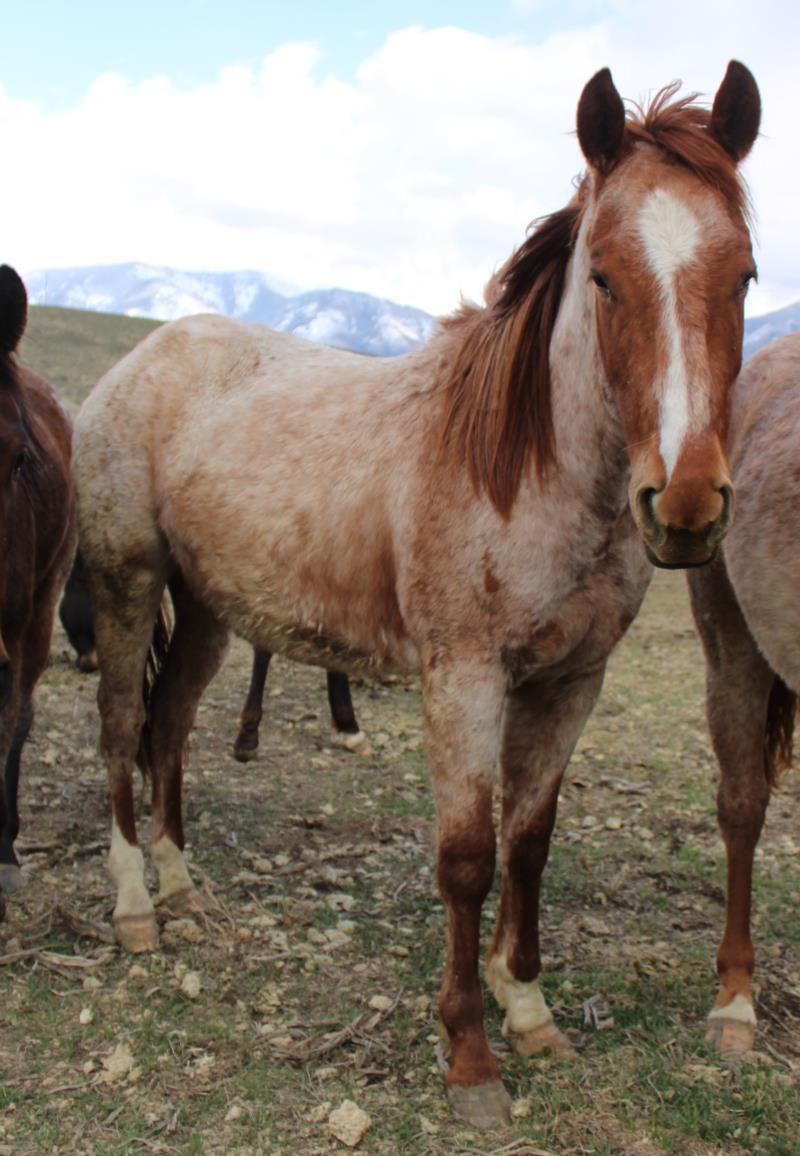 red roan quarter horse