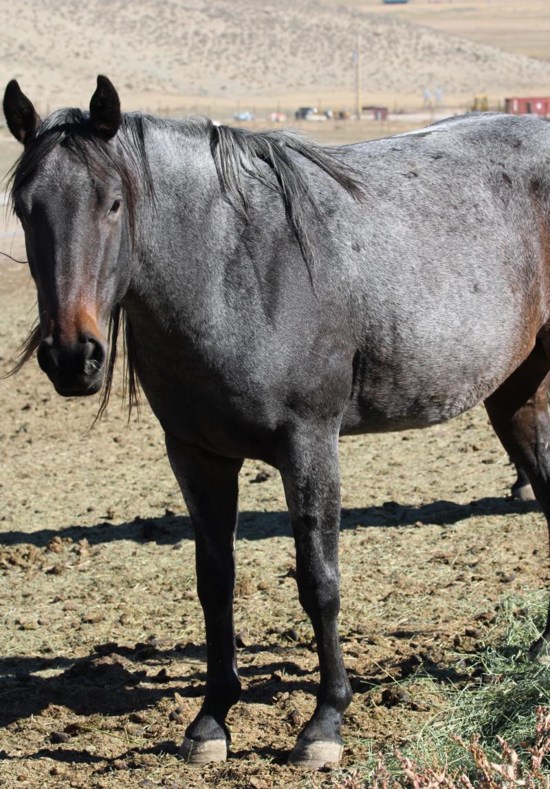 Bay Roan Filly out of Peptos Ladyzan