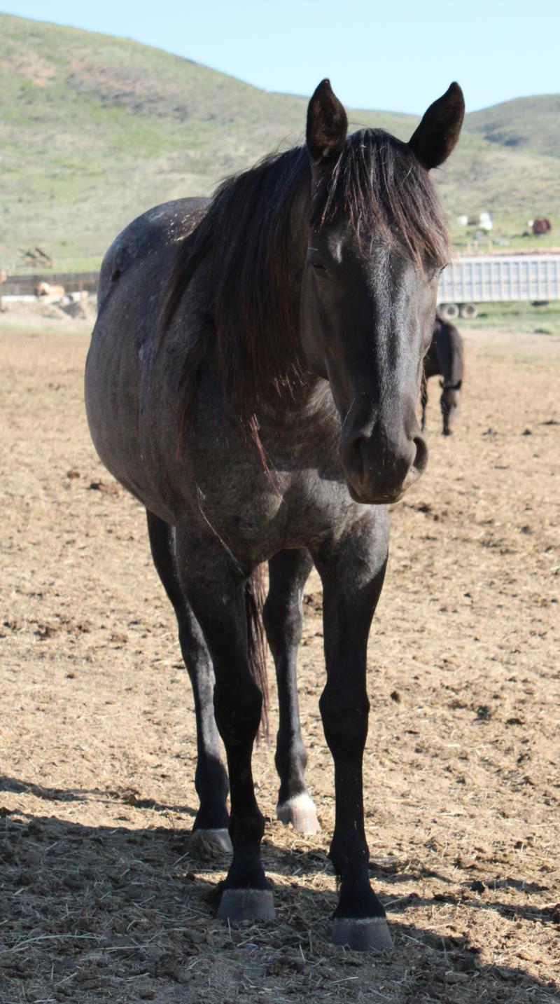 Hondos Blue Cowgirl