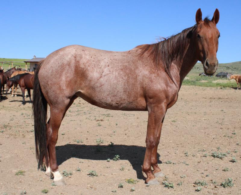 Red Roan Filly out of Peptos Cowgirl Jo