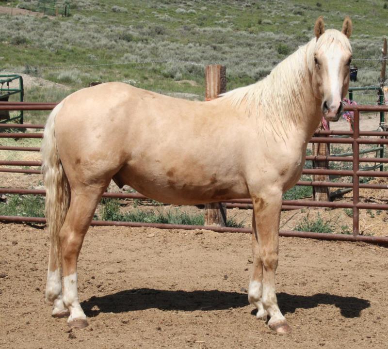 Peptos Cowboy Legacy