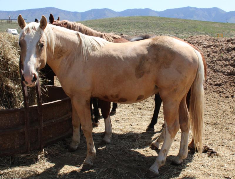 Palomino Colt out of Rosie Lena Zann