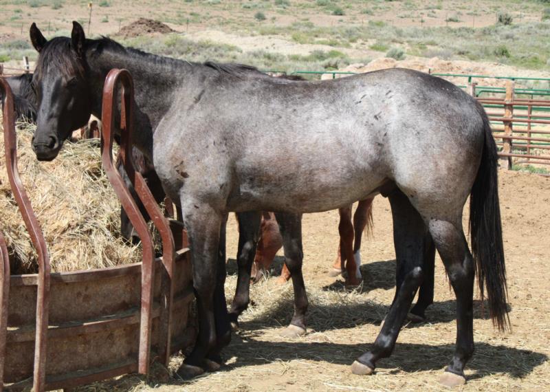 Blue Roan Colt out of Peptos Holy Miss