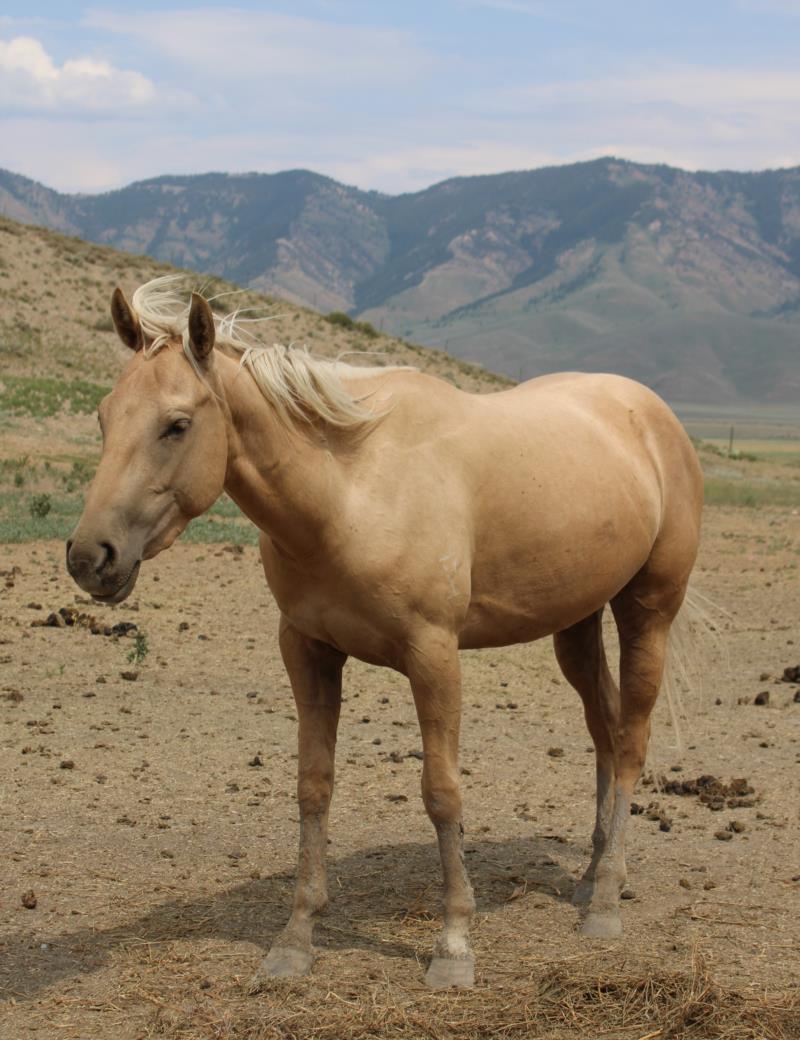 Palomino Filly out of Peptos Cute Miss