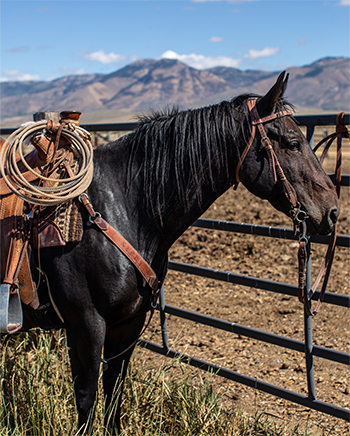 For Sale - Bar Y Ranch Quarter Horses