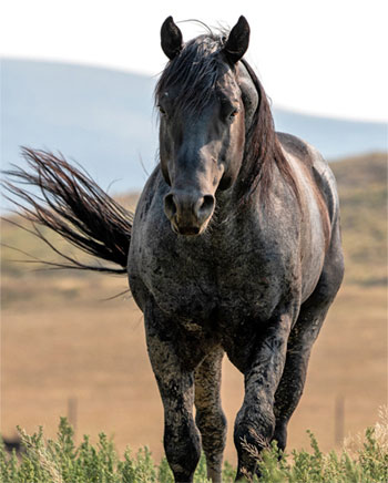 Stallions - Bar Y Ranch Quarter Horses