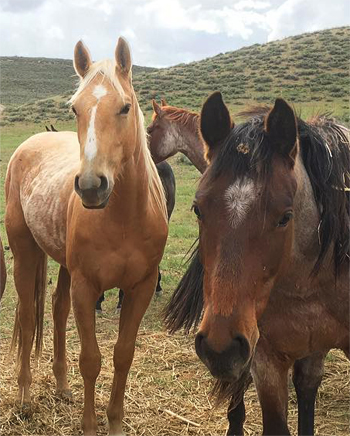 Bar Y Ranch Quarter Horses Purchase Info